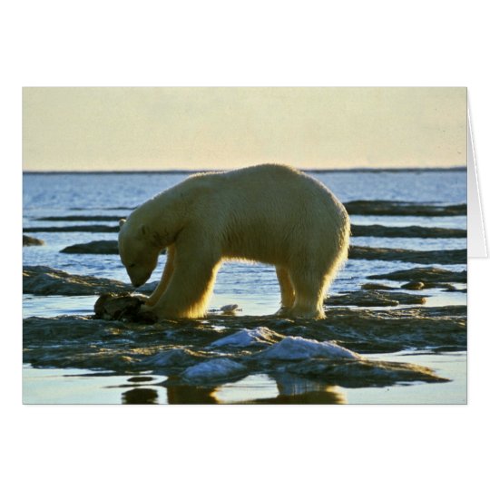 Polar Bear Card