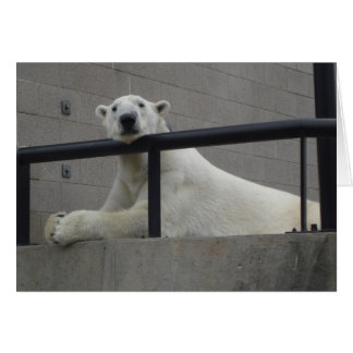Polar Bear Cards