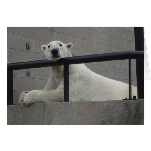 Polar Bear Cards (Front Horizontal)