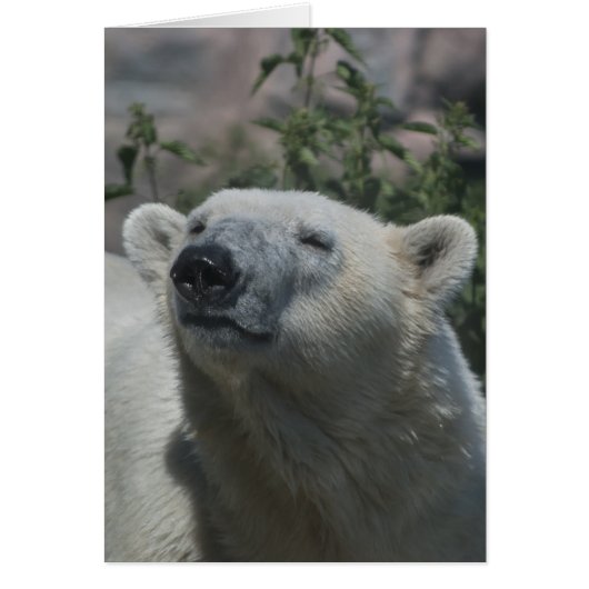 Polar Bear Cards (Front)