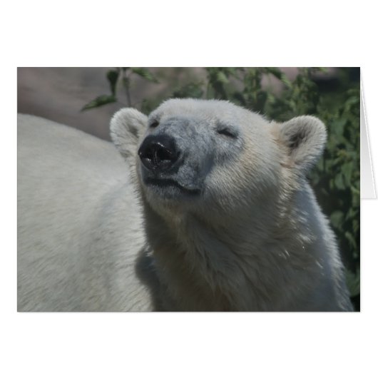 Polar Bear Cards (Front Horizontal)