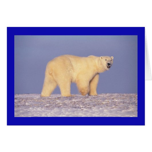 Polar Bear Cards (Front Horizontal)