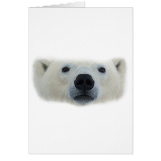 Polar Bear Cards (Front)