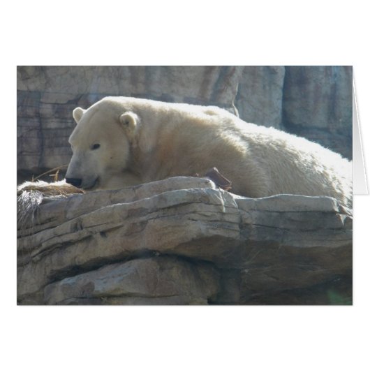 Polar Bear Cards (Front Horizontal)