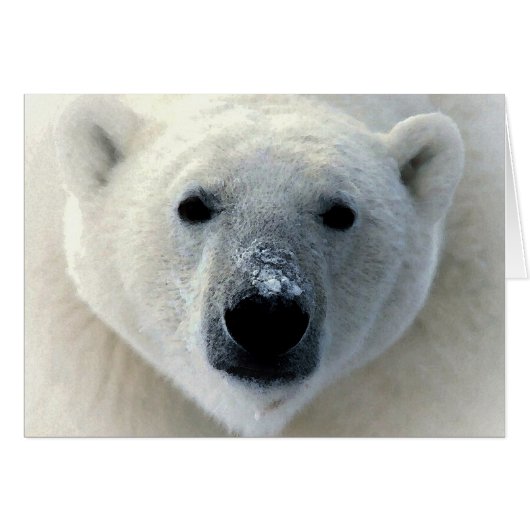 Polar Bear Cards (Front Horizontal)