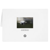 Polar Bear Cards (Back Horizontal)