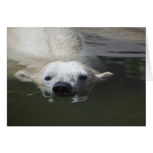 Polar Bear Cards (Front Horizontal)
