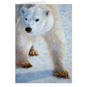 Polar Bear Cards
