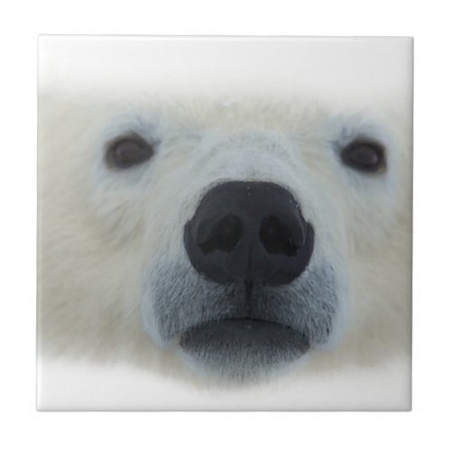 Polar Bear Ceramic Tile