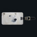 Polar Bear Churchill Luggage Tag<br><div class="desc">Richard & Susan Day / DanitaDelimont.com | Canada,  Manitoba | Polar Bear (Ursus maritimus) Churchill,  MB Canada</div>