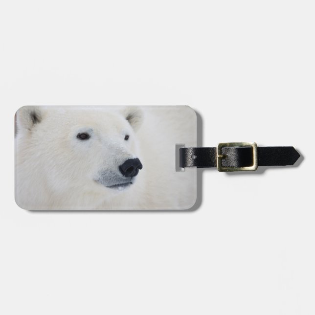 Polar Bear Churchill Luggage Tag (Front Horizontal)