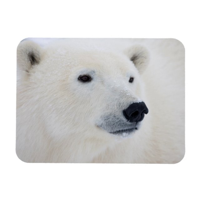 Polar Bear Churchill Magnet (Horizontal)