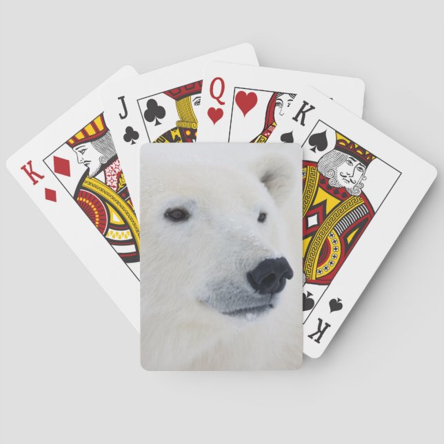 Polar Bear Churchill Poker Cards (Back)
