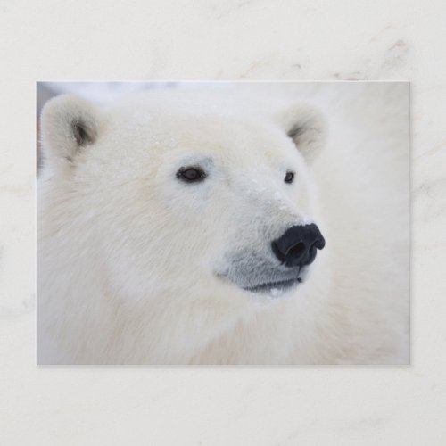 Polar Bear Churchill Postcard