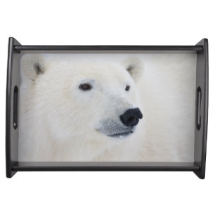 Polar Bear Churchill Serving Tray