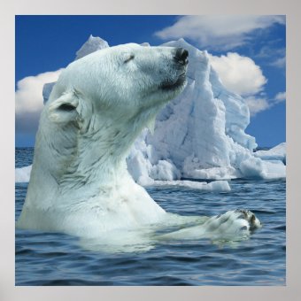 Polar bear climate change melting ice poster | Zazzle