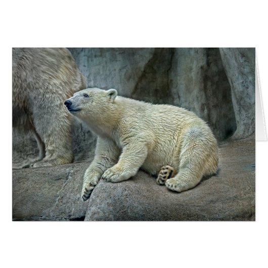 Polar Bear Cub #1 Cards (Front Horizontal)