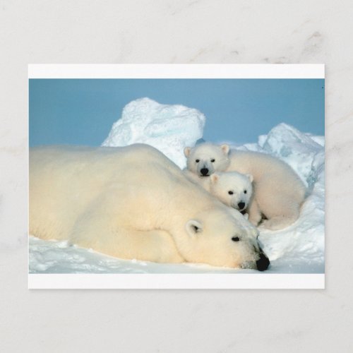 Polar bear cub 1 postcard