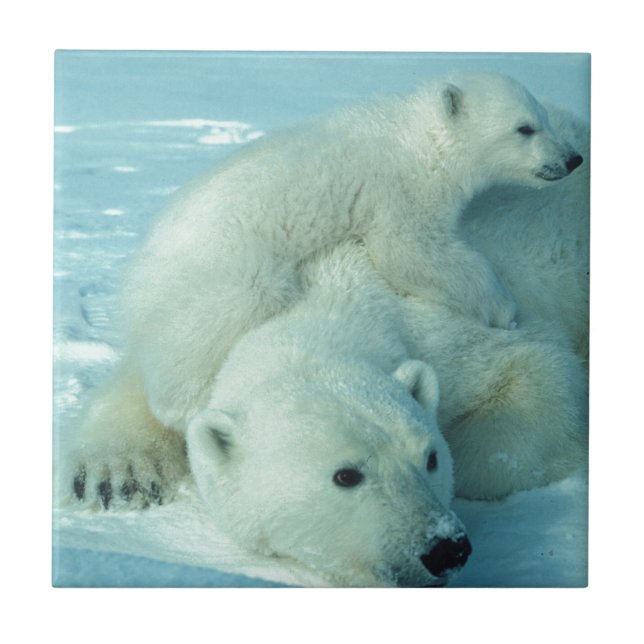 Polar bear cub and mom - 2 ceramic tile (Front)