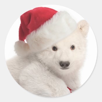 Polar Bear Cub Christmas Stickers by lamessegee at Zazzle