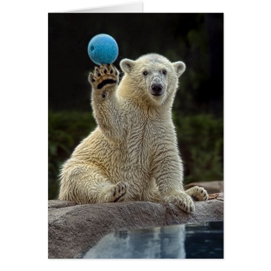Polar Bear Cub with Ball Cards (Front)