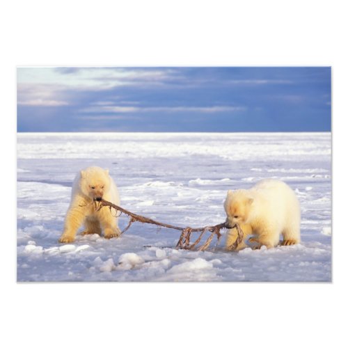 Polar bear cubs and meat on pack ice of frozen photo print