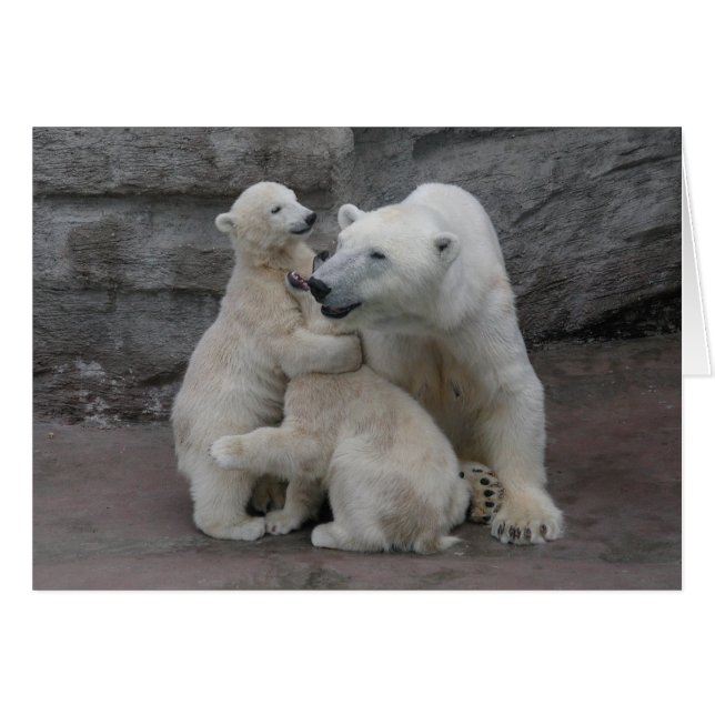 Polar Bear Cubs And Mother Cards (Front Horizontal)