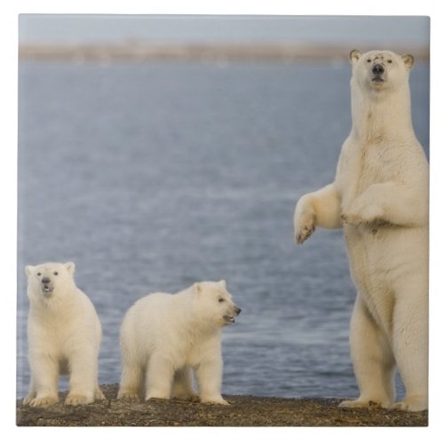 Polar bear cubs and their mother ceramic tile