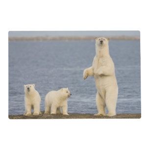 Polar bear cubs and their mother placemat