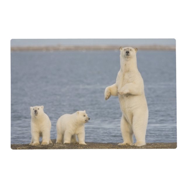 Polar bear cubs and their mother placemat (Front)