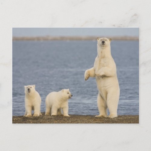 Polar bear cubs and their mother postcard