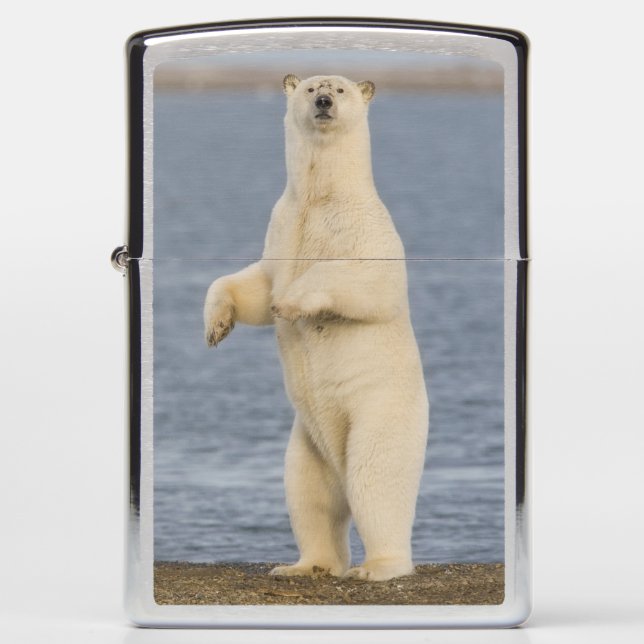 Polar bear cubs and their mother zippo lighter (Front)