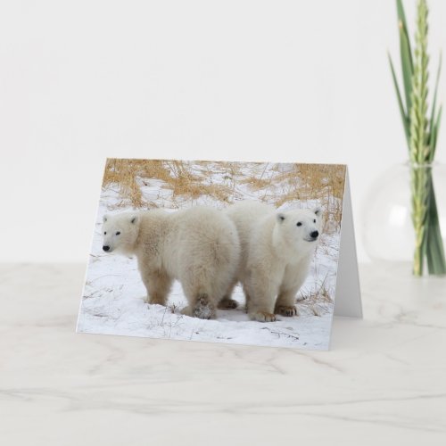 Polar Bear Cubs Card