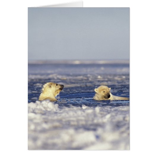 Polar bear cubs playing cards (Front)