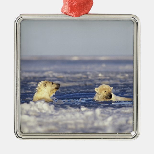 Polar bear cubs playing metal ornament (Front)