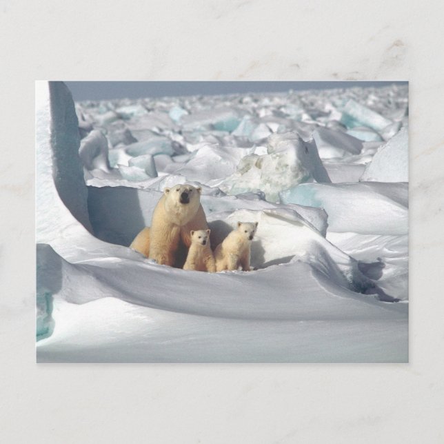 Polar Bear Cubs Snow Photo Postcard (Front)