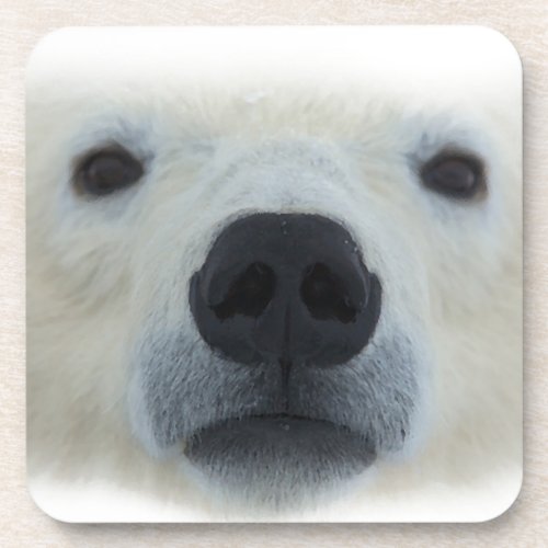 Polar Bear Drink Coaster