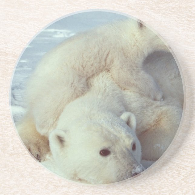 Polar Bear Drink Coaster (Front)