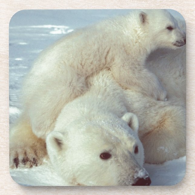 Polar Bear Drink Coaster (Front)