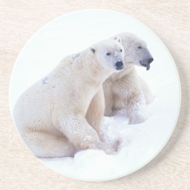 Polar Bear Duo Sandstone Coaster (Front)