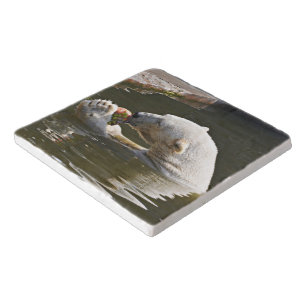 Polar Bear Eating Fruit Artwork Trivet