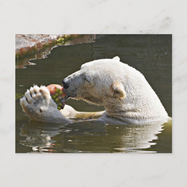 Polar Bear Eating Fruit Greeting Postcard (Front)