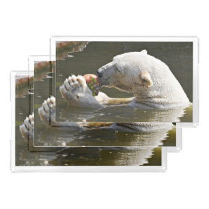 Polar Bear Eating Fruit Scene Art Acrylic Tray