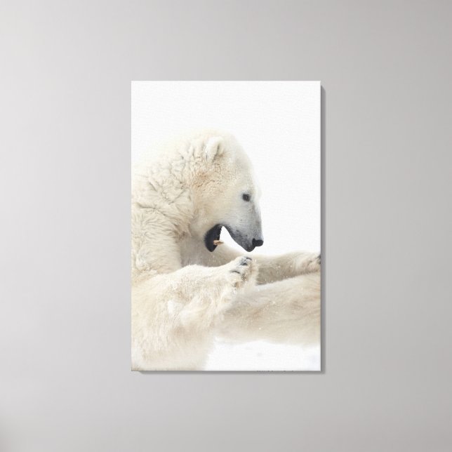 Polar bear engaging in a fight with another bear canvas print (Front)