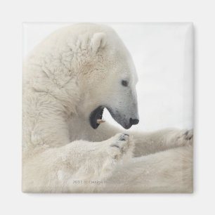 Polar bear engaging in a fight with another bear magnet