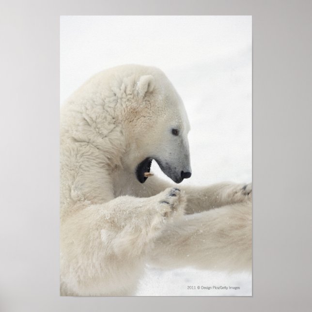 Polar bear engaging in a fight with another bear poster (Front)