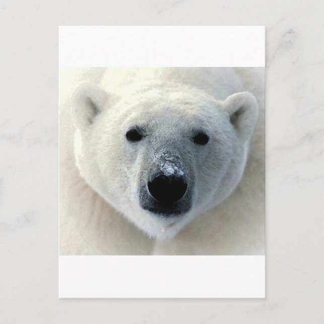 Polar Bear Face Postcard (Front)