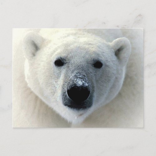 Polar Bear Face Postcard