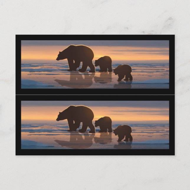 Polar Bear Family Book markers Postcard
