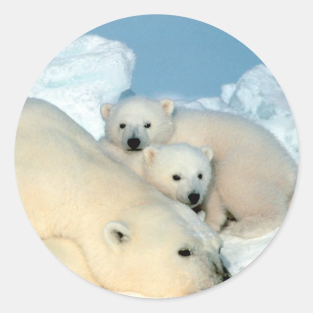 Polar Bear Family Classic Round Sticker (Front)